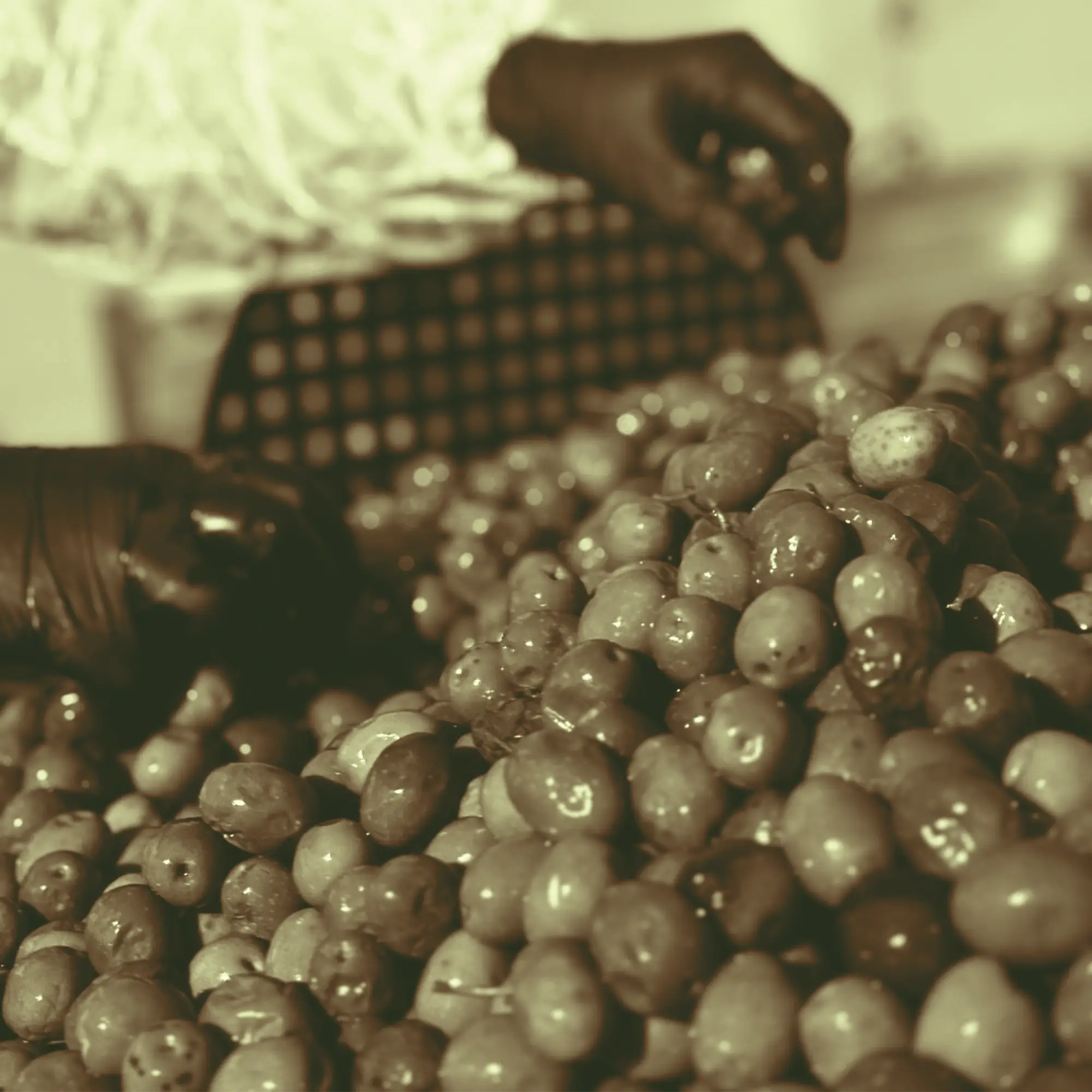 Greek olive groves