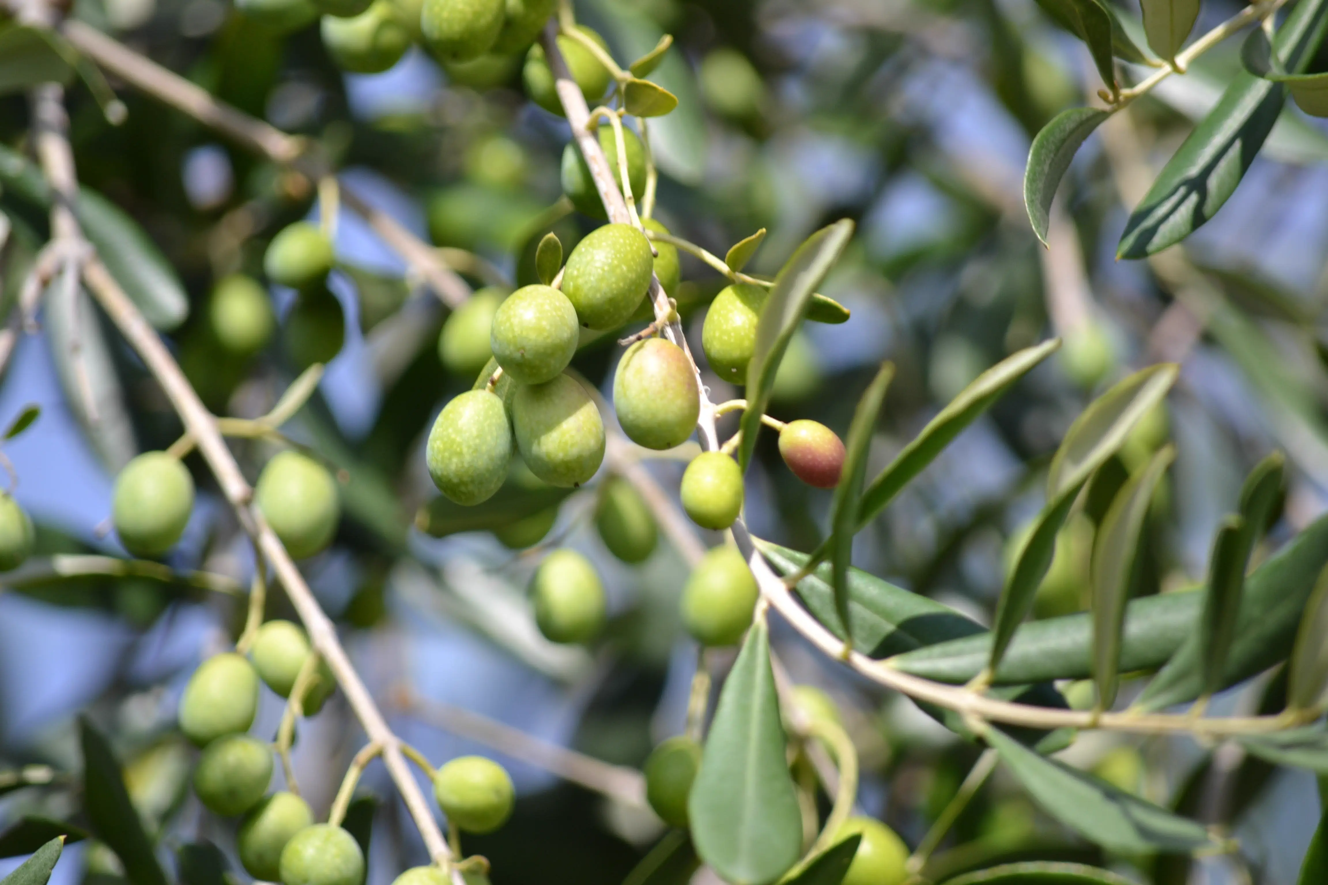 Green Olives Packaging